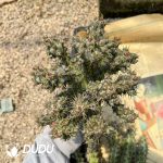 Euphorbia Horwoodii Grafted - Image 2