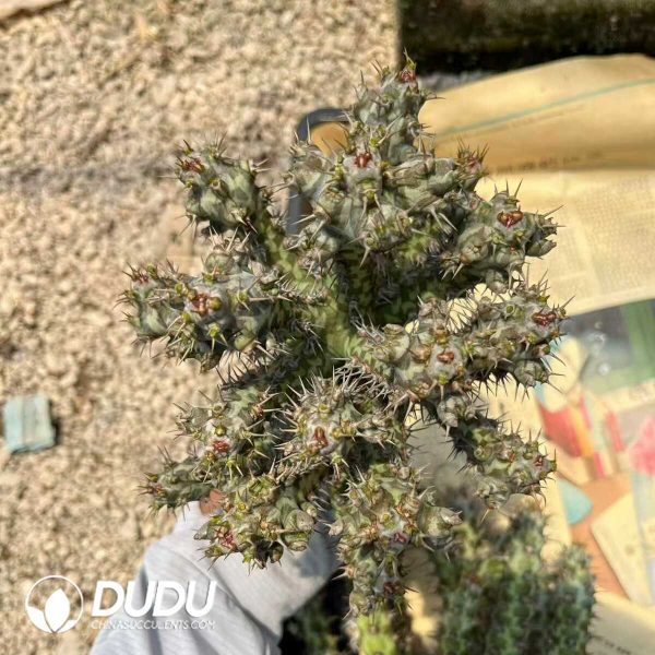 1756131400-1751272557-e202.jpg Euphorbia Horwoodii Grafted - Image 2