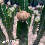 Euphorbia turbiniformis