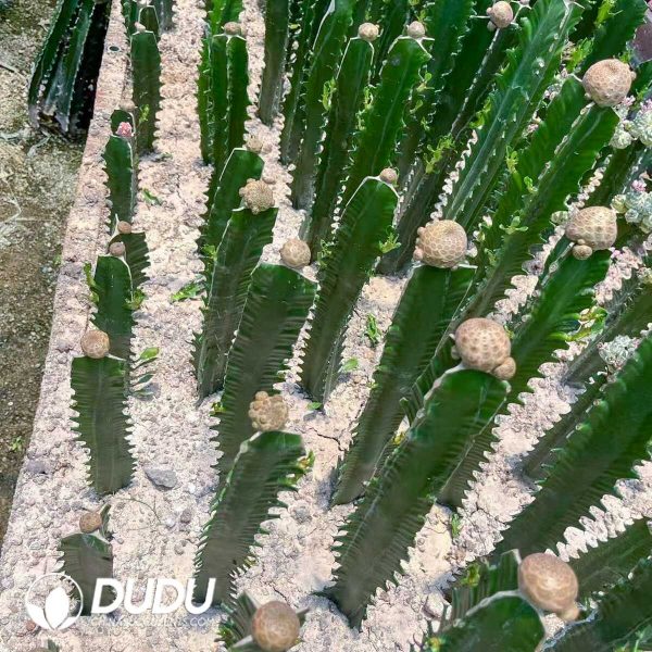 1756131404-1751272561-e202.jpg Euphorbia turbiniformis - Image 2