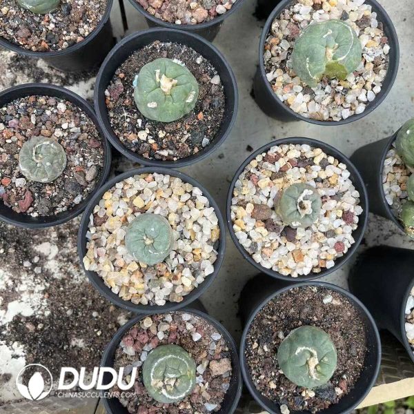 1756131406-1751272565-e201.jpg (Rooted Cutting)Lophophora Spiral Villus - Image 1