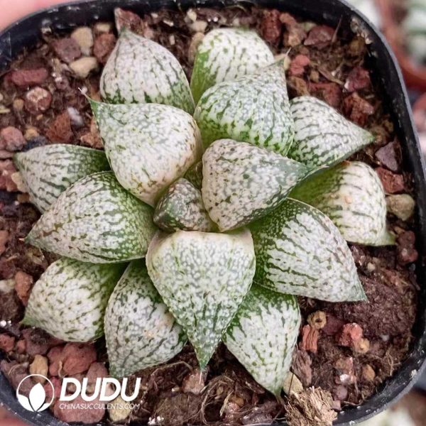 1756131408-1751272568-e201.jpg Haworthia Picta Yellow Milk - Image 1