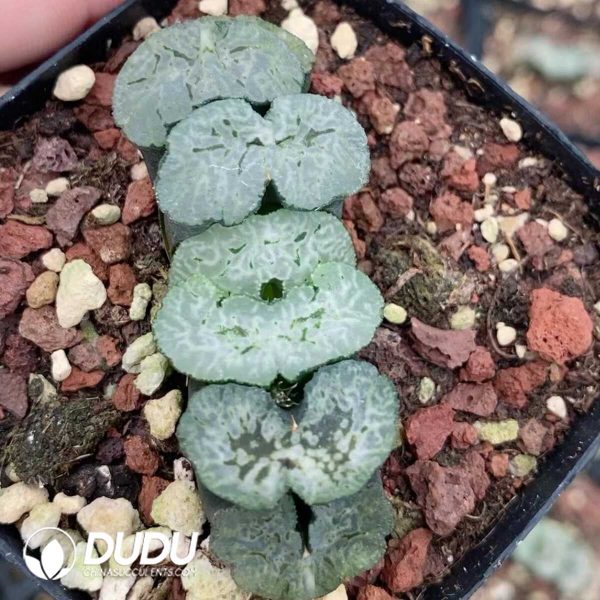 1756131409-1751272571-e201.jpg Haworthia Super Shou Bing - Image 1