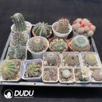 Cactus Collocation-1 - Image 2