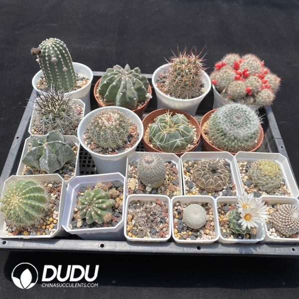 Cactus Collocation-1 - Image 2