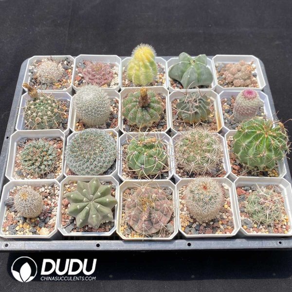 Cactus Collocation-2 - Image 2