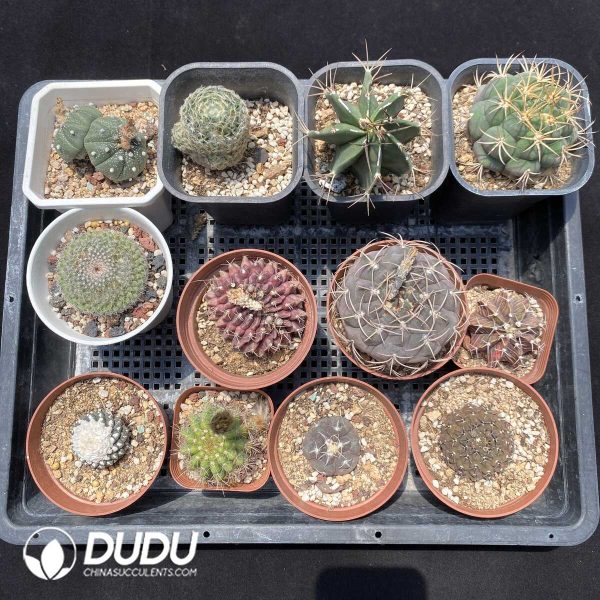1756131423-1751272602-e201.jpg Cactus Collocation-4 - Image 1