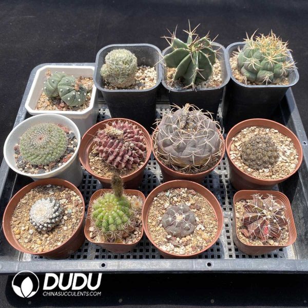 1756131425-1751272605-e202.jpg Cactus Collocation-4 - Image 2