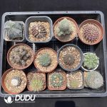 Cactus Collocation-5