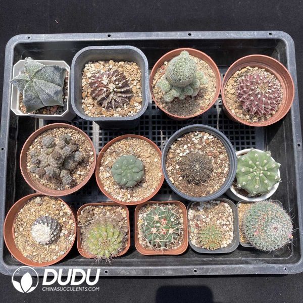 1756131427-1751272608-e201.jpg Cactus Collocation-5 - Image 1