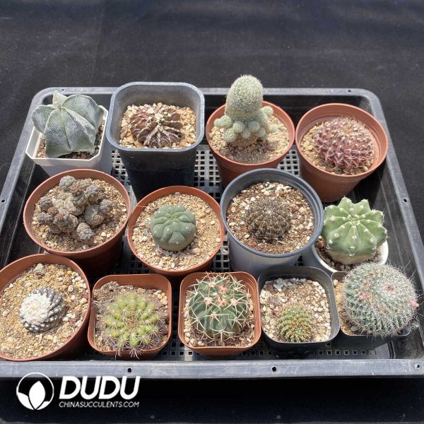 1756131428-1751272611-e202.jpg Cactus Collocation-5 - Image 2