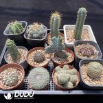 Cactus Collocation-6 - Image 2