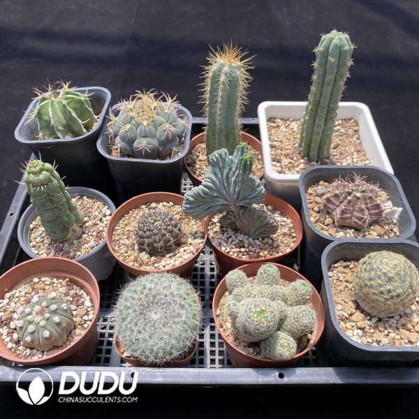 Cactus Collocation-6 - Image 2