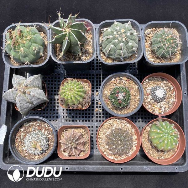 1756131432-1751272626-e201.jpg Cactus Collocation-7 - Image 1