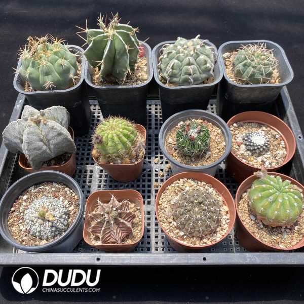 1756131434-1751272629-e202.jpg Cactus Collocation-7 - Image 2