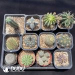 Cactus Collocation-8