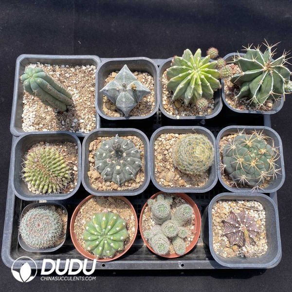 1756131435-1751272631-e201.jpg Cactus Collocation-8 - Image 1