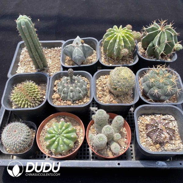 1756131437-1751272634-e202.jpg Cactus Collocation-8 - Image 2