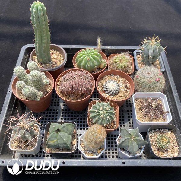 1756131440-1751272640-e202.jpg Cactus Collocation-9 - Image 2
