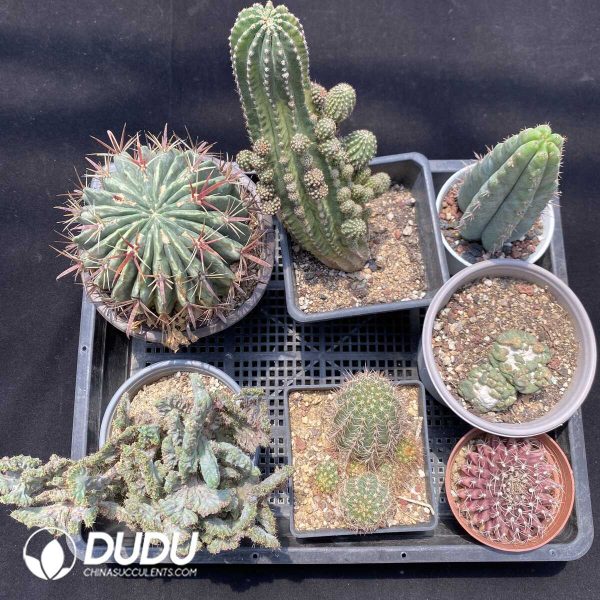 1756131441-1751272642-e201.jpg Cactus Collocation-10 - Image 1