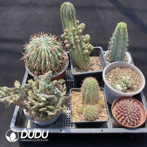 1756131442-1751272645-e202.jpg Cactus Collocation-10 - Image 2