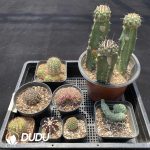 Cactus Collocation-11 - Image 2