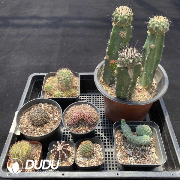 Cactus Collocation-11 - Image 2