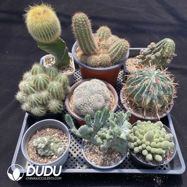 1756131449-1751272661-e202.jpg Cactus Collocation-12 - Image 2