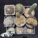 Cactus Collocation-13