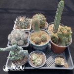 Cactus Collocation-13 - Image 2