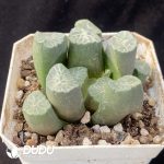 Haworthia Snowflake - Image 2
