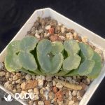 Haworthia Nuochuang truncata