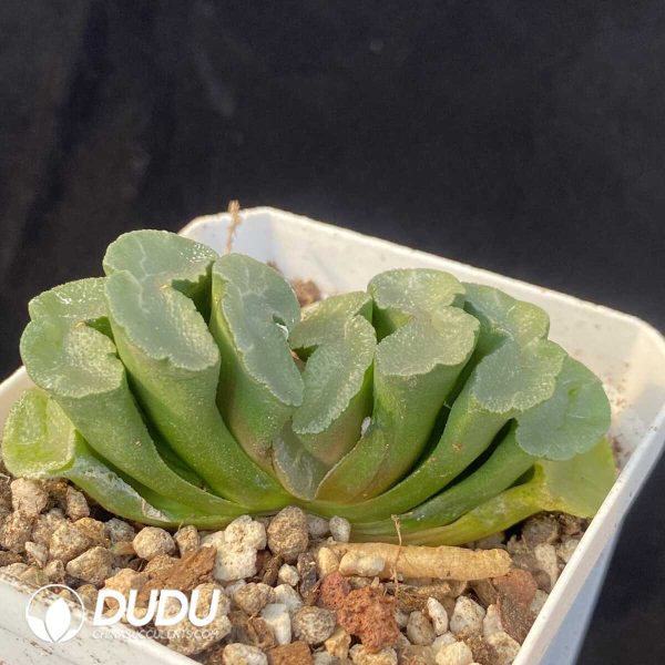 1756131473-1751599689-e202.jpg Haworthia Nuochuang truncata - Image 2