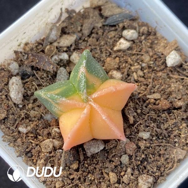 1756131475-1751599692-e201.jpg Astrophytum Small myriostigma variegata - Image 1