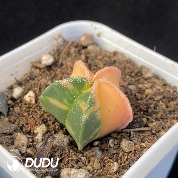 1756131476-1751599695-e202.jpg Astrophytum Small myriostigma variegata - Image 2