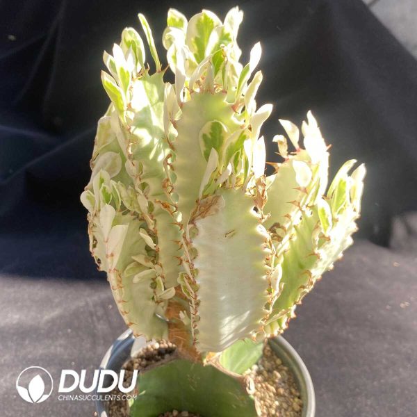 1756131477-1751599698-e201.jpg Euphorbia Little White Dragon Clustering (Grafted, Without root) - Image 1