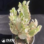 Euphorbia Little White Dragon Clustering (Grafted, Without root) - Image 2