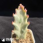 (Rootless)(Pup)Euphorbia trigona (Cutting)