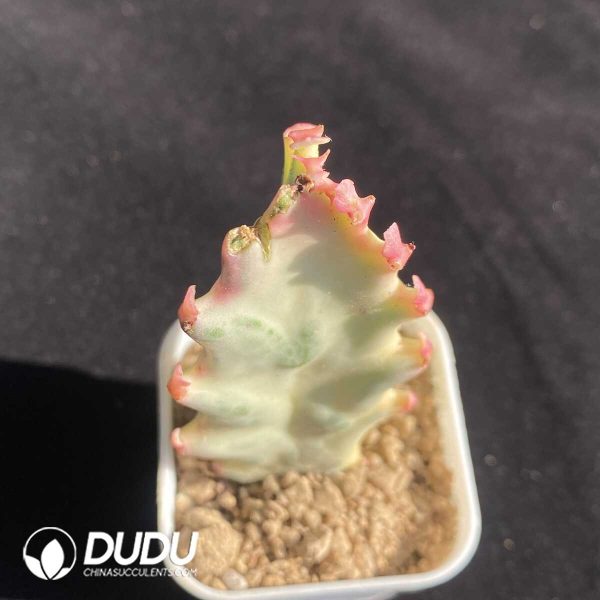 (Rootless)(Pup)Euphorbia trigona (Cutting) - Image 2