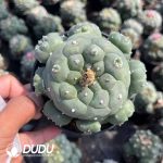 (Seed Grown)Lophophora whitebait Clustering