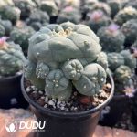 (Seed Grown)Lophophora whitebait Clustering - Image 2