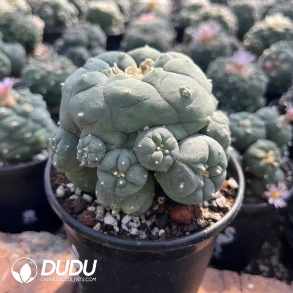 (Seed Grown)Lophophora whitebait Clustering - Image 2