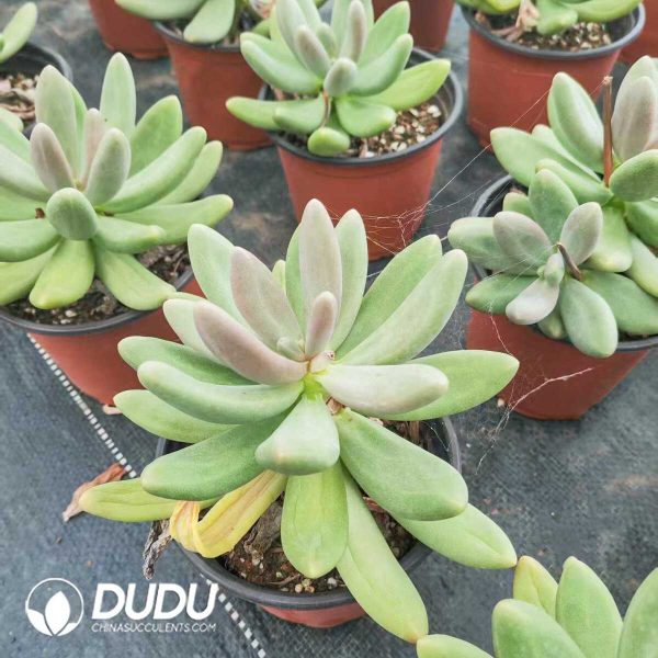1756131499-1751952731-e201.jpg $1.76*24pcs Pachyphytum Candy - Image 1