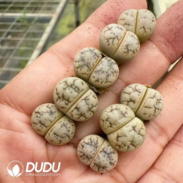 Lithops Werneri C188 - Image 2