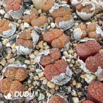 Conophytum Red Medal Double Heads