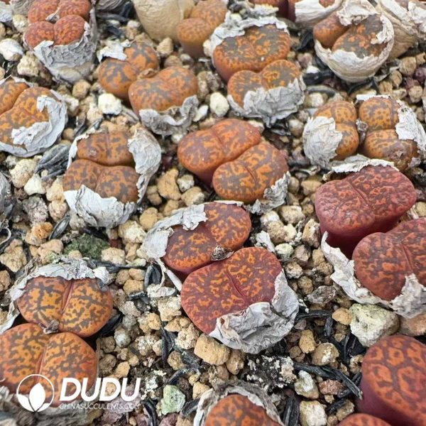 Conophytum Red Medal Double Heads - Image 1