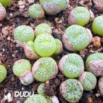 Conophytum Little Kumquat