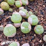 Conophytum Little Kumquat - Image 2