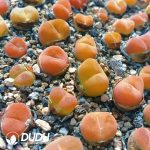 Conophytum Maughanii ssp. Armeniacum CR1228