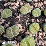 Lithops Limelight